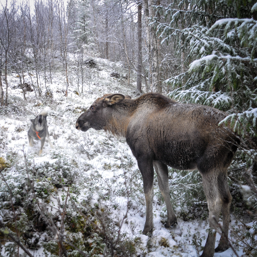 Skällande jakthund och älg med öronen bakåt. Foto.