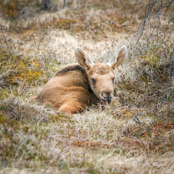 Älgkalv ligger i gräset.