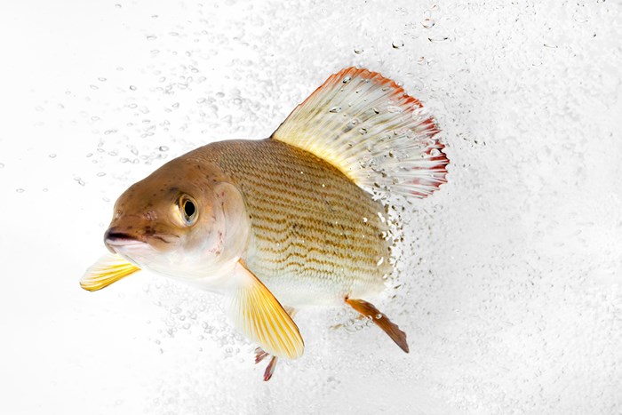 Harrfisk fotad mot vit bakgrund.