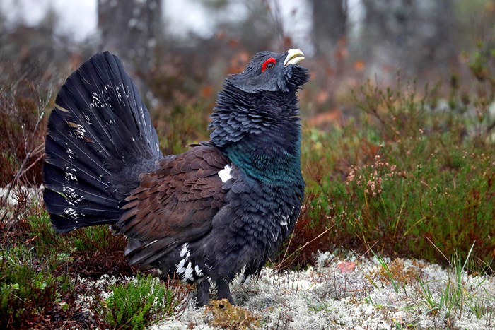 Tjädertupp.
