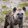 A spotted hyena.