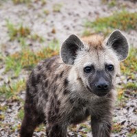 Bild av hyena.