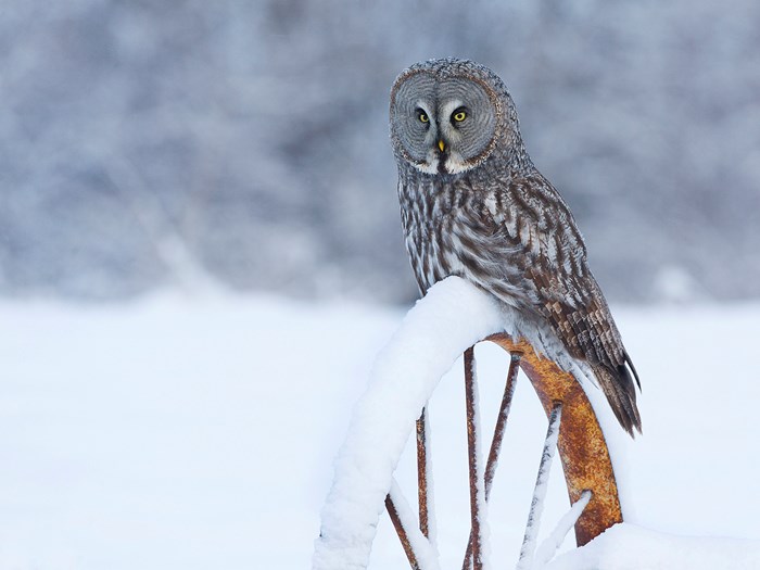 Uggla sitter på ett snötäckt hjul.