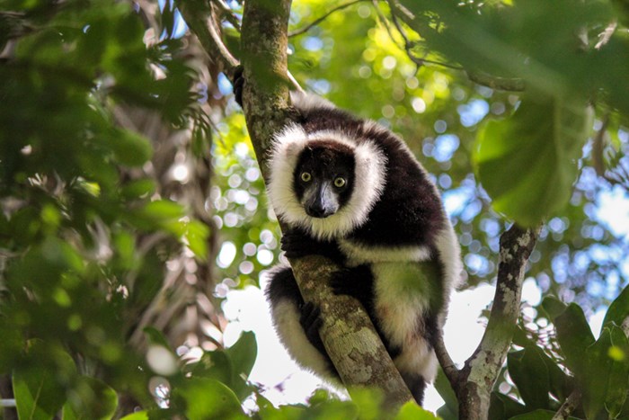 Svartvit lemur i ett träd.
