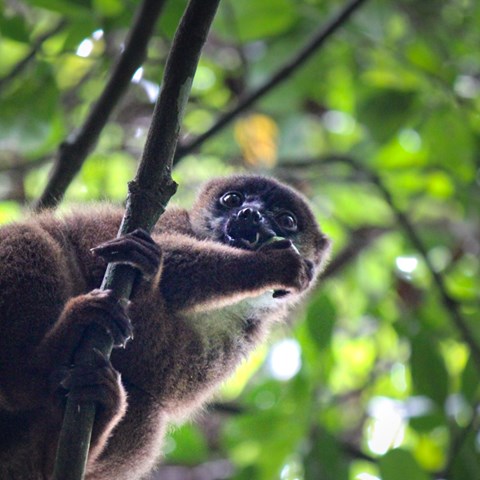 Närbild av lemur som äter frukt.