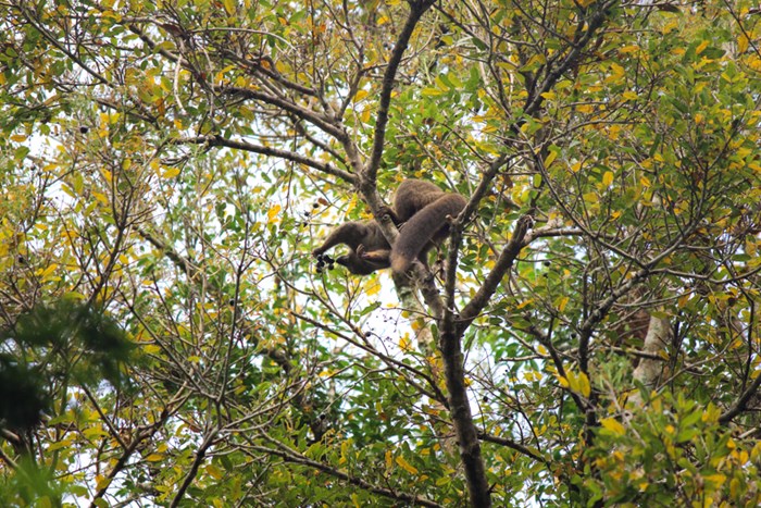 Lemur uppe i ett träd sträckr sig efter en frukt. Fotot tagit underifrån.