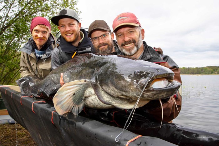 Fyra män håller en stor fisk.