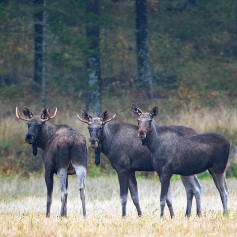 Tre älgar tittar mot kameran.