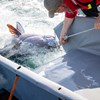 Forskare håller tonfisk i ett rep efter båt.