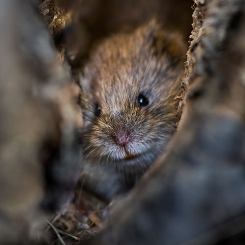 Close-up of bank vole.