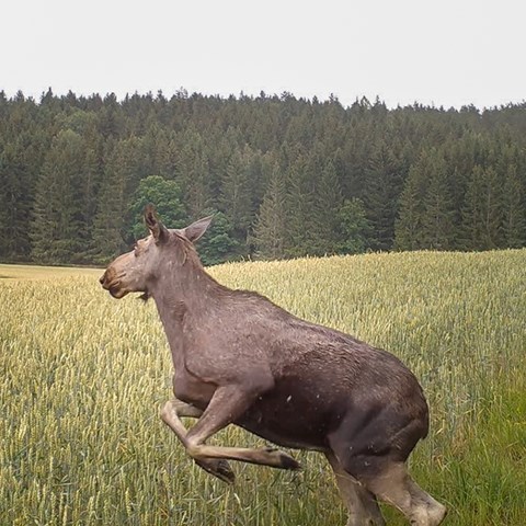  Moose fleeing.