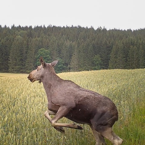 Älg som flyr.