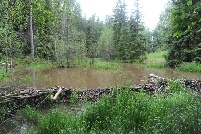 Beaver pond.