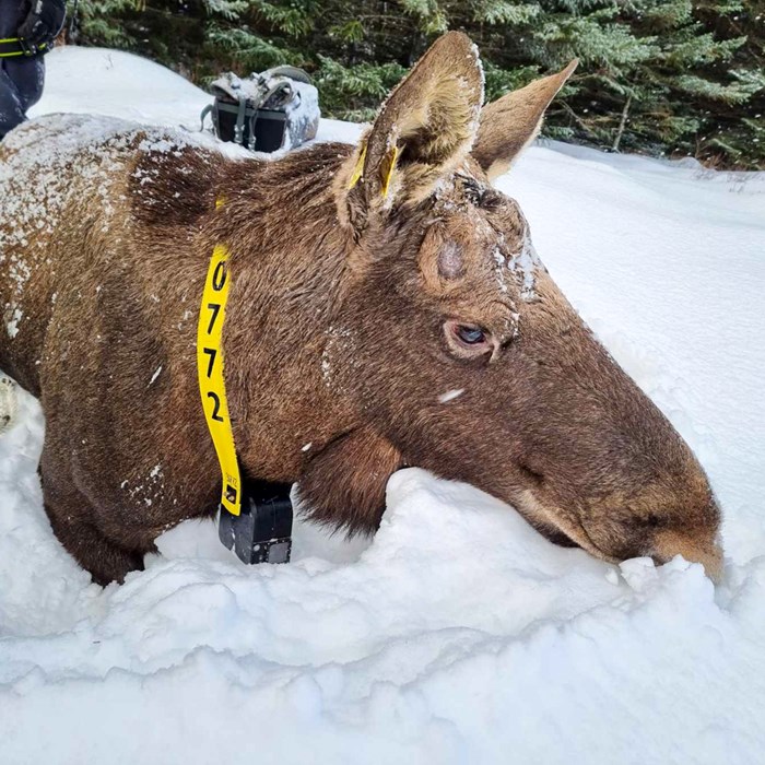  Moose with a yellow collar with a small black camera.