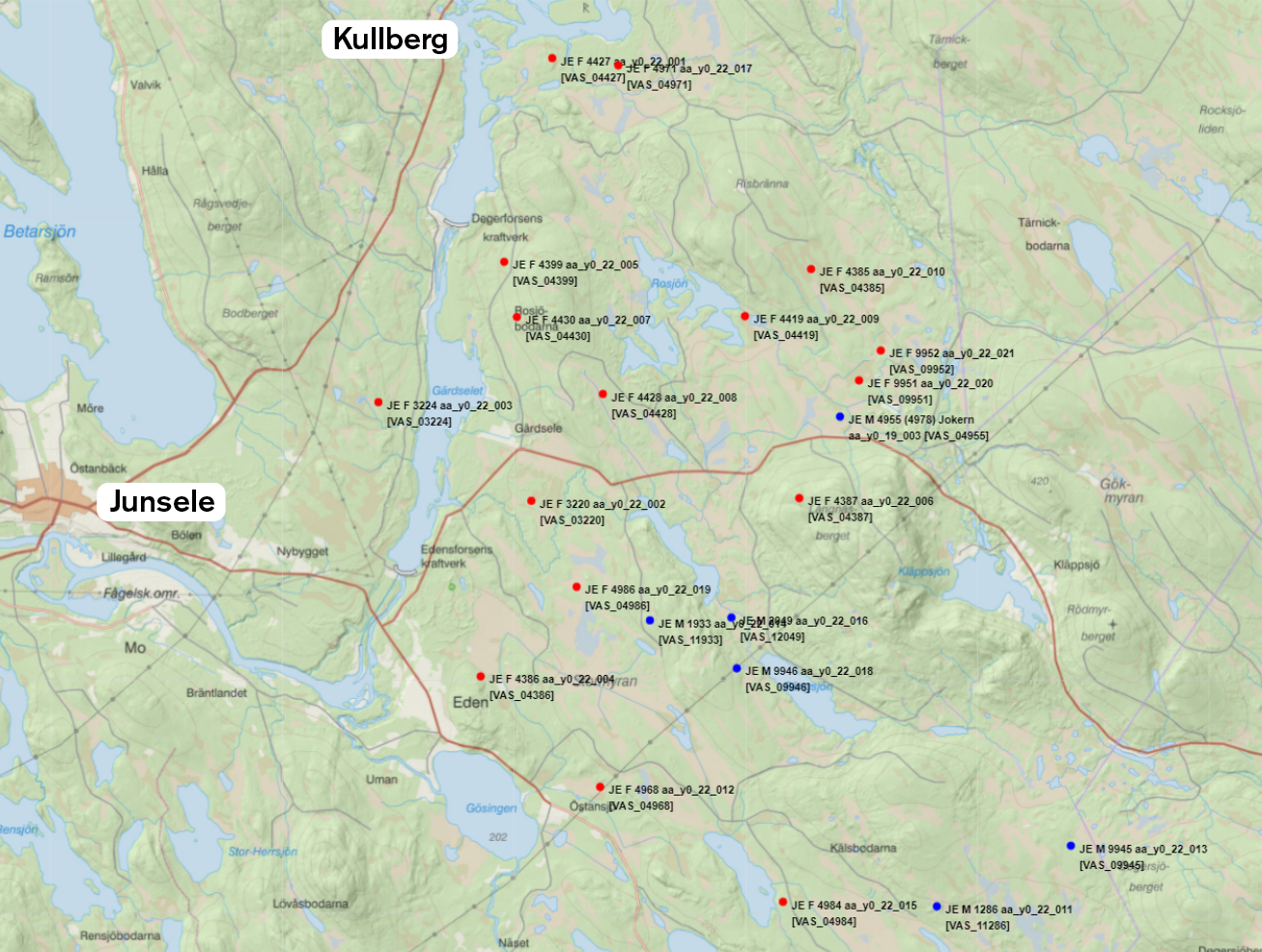 Karta som visar positioner för 13 älgar i närheten av Junsele och Kullberg.