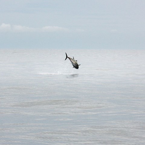 Jumping tuna above the water surface.