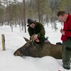 Två forskare intill en sövd älg i ett snöklätt skogslandskap.