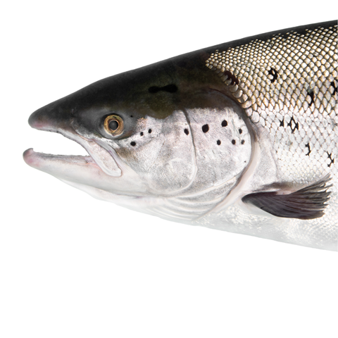  Salmon in profile.