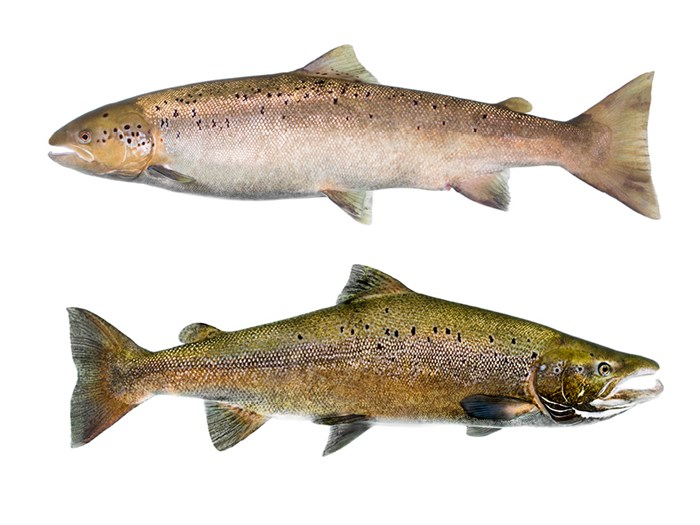  Salmon female and male photographed in profile.