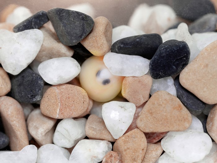 Rum grains in gravel.
