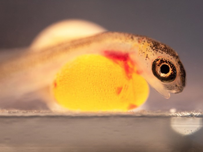  Fish fry with a yellow sac on the stomach.