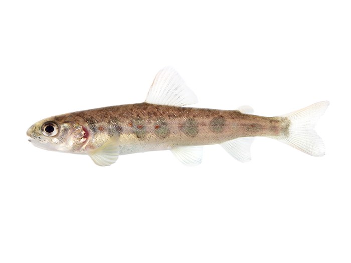 Small salmon.