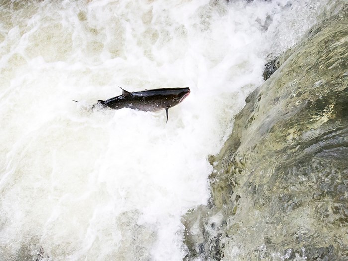  Salmon jump upstream.