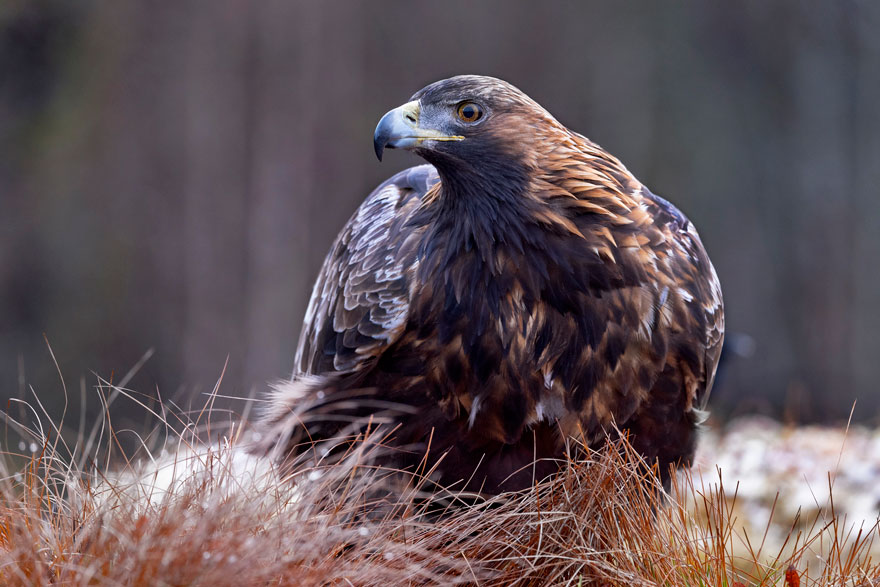 Golden eagle.