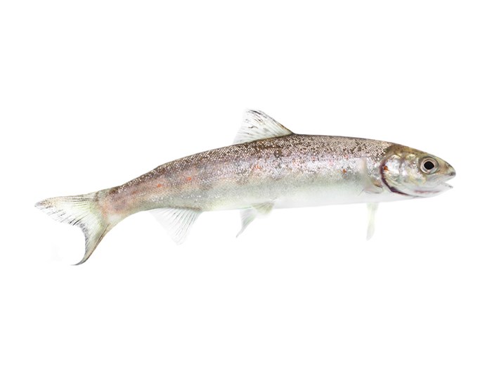 Smolt.