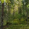 Forest.