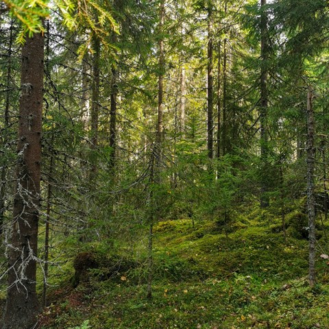 Skog.