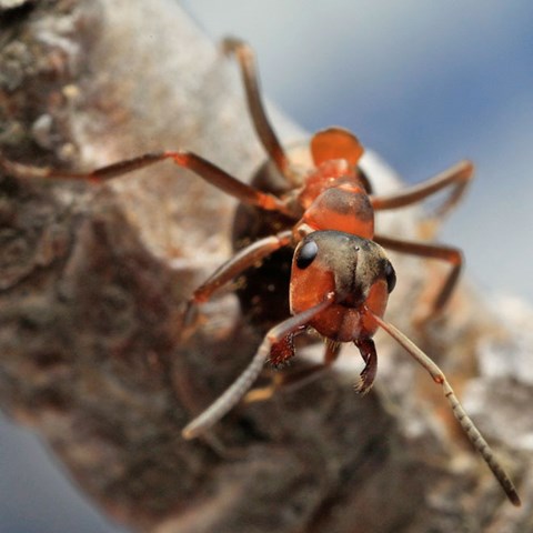 Närbild av en myra.