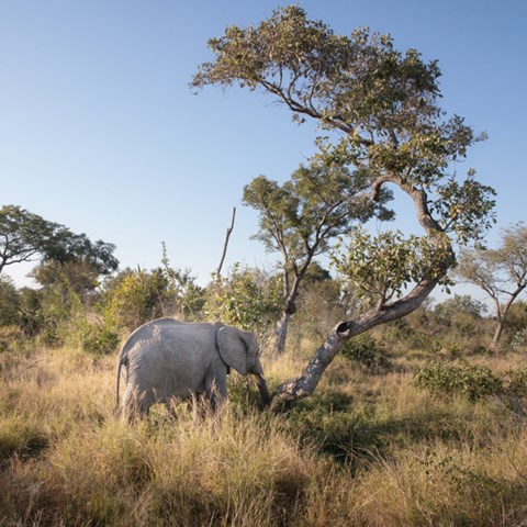 Elephant by a tree.