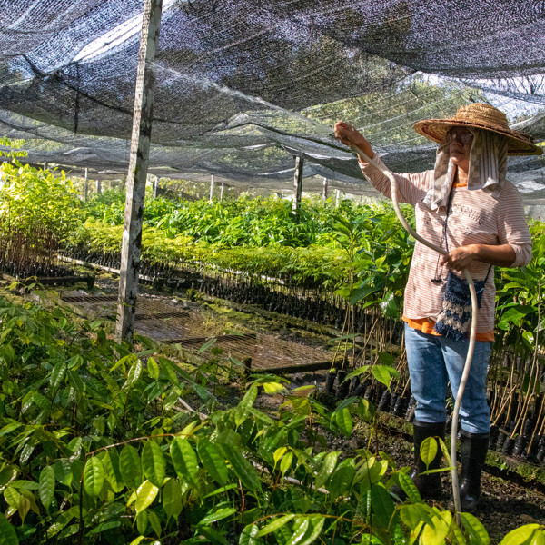 Kvinna iförd solhatt vattnar plantor med vattenslang i plantskola.