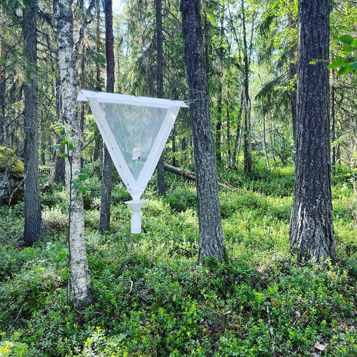 Vit insektsfälla uppsatt i skog.