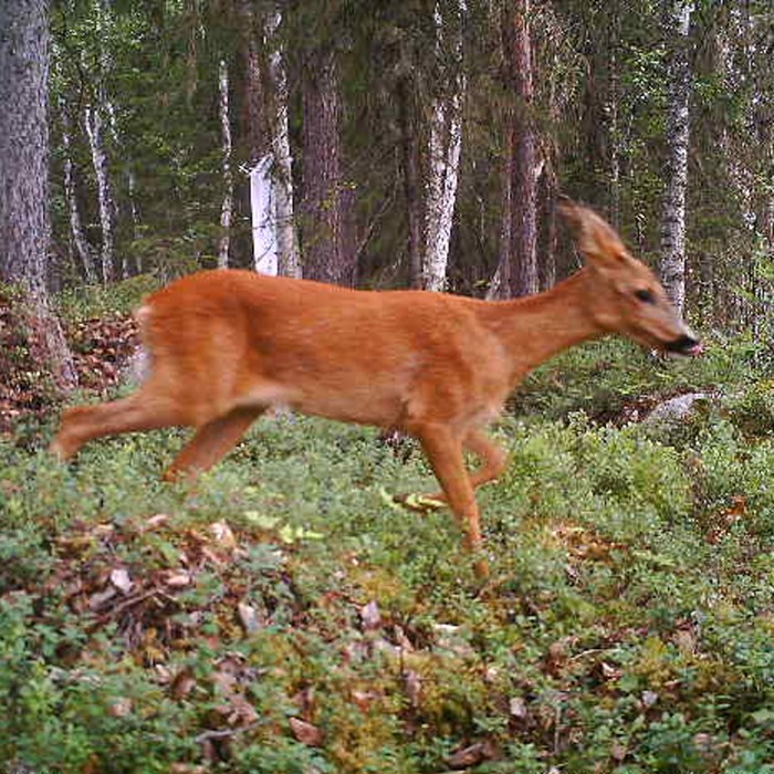 Rådjur fotad med viltkamera.