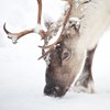 Close-up of reindeer foraging in snow.