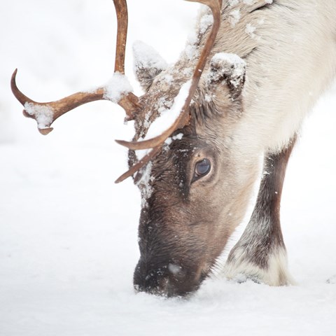 Close-up of reindeer foraging in snow.