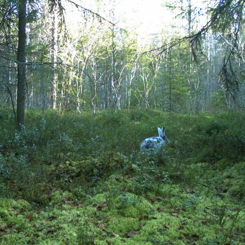 Hare with white fur in a green forest.