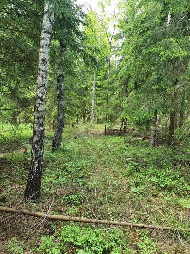 Skog med barr- och lövträd.