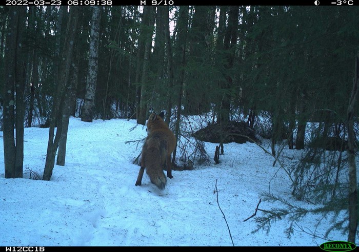 Fox in forest, photographed with camera trap.