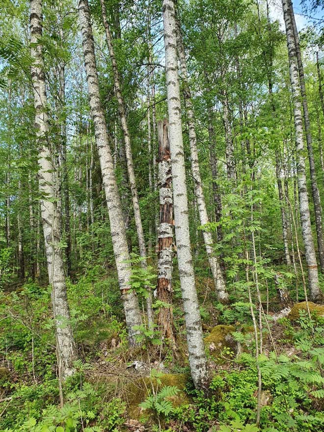 Skog med lövträd.