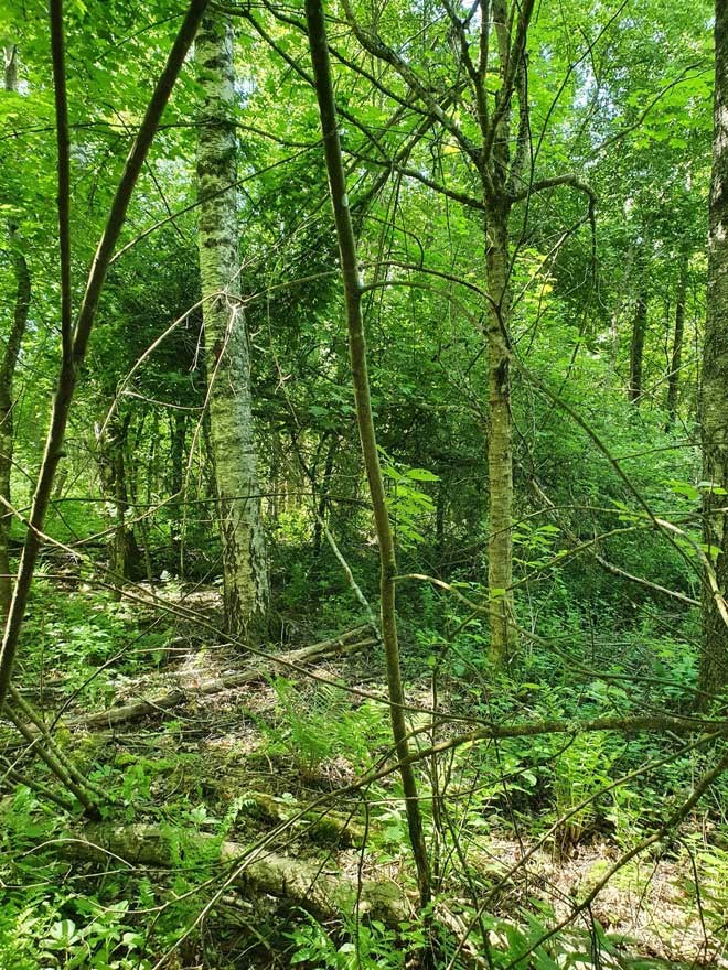 Skog med lövträd och döda träd.