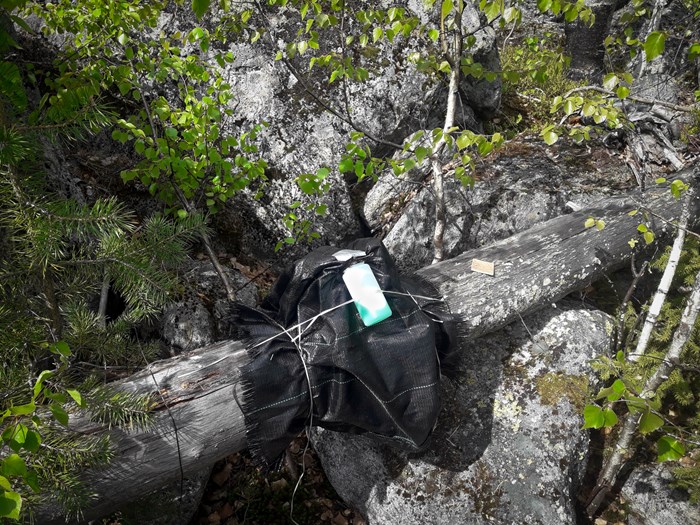 Black burlap and a container of green liquid attached to a dead tree.