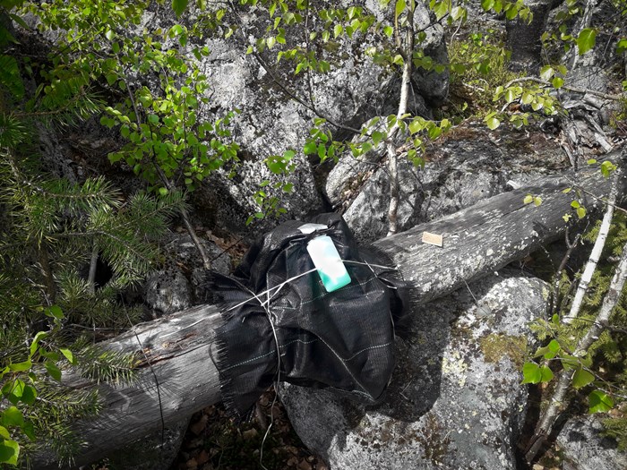 Svart säckväv och en behållare med grön vätska fastsatt på ett dött träd.