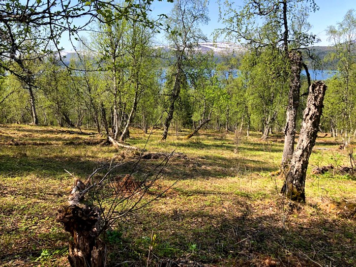 Forest with mountains in the background.