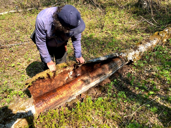 Person lifts open bark on dead tree to show the many gnawing marks found there.
