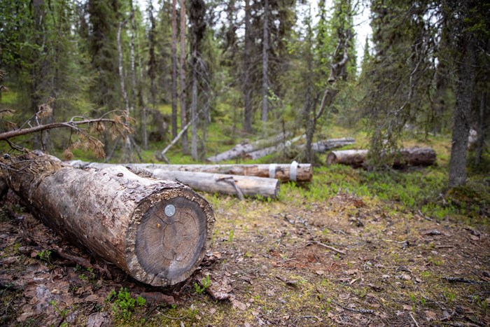 Large logs marked with numbers.