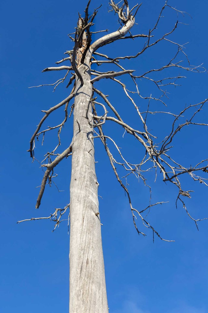 Standing dead tree.