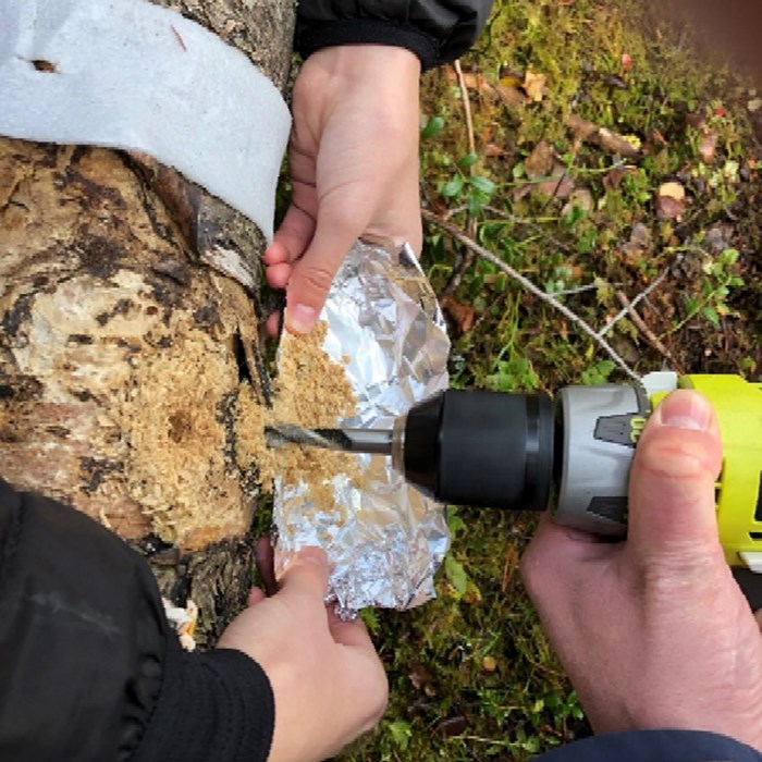 Two people are drilling holes in a tree.